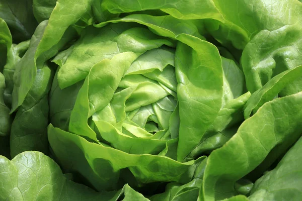 Μαρούλι Από Νωπά Βιολογικά Butterhead Lettuce Στο Χωράφι Στη Γερμανία — Φωτογραφία Αρχείου