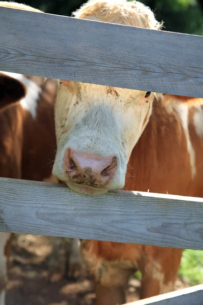 Cattle Wooden Fence Meadow Tirol Austria — Stock Photo, Image