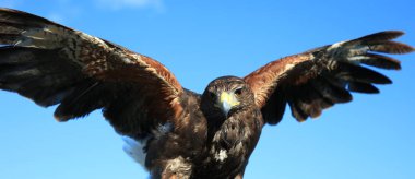 Harris Hawk (Parabuteo unicinctus) açık Kanatlı
