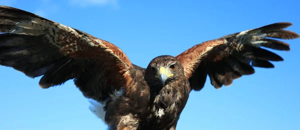 Harris Hawk Parabuteo Unicinctus Open Wings — Stock Photo, Image