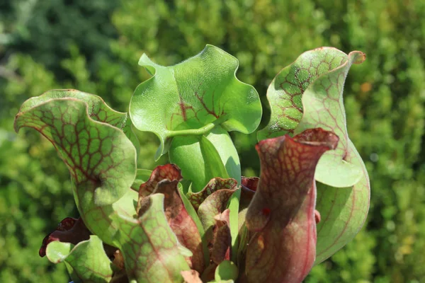 Trompetkruik Sarracenia Vleesetende Planten Van Dichtbij — Stockfoto