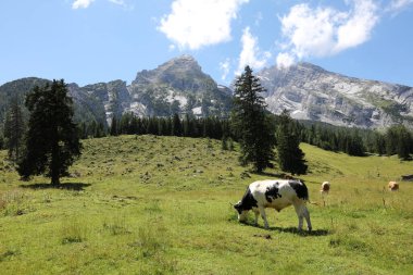 Watzmann dağı, yazın mavi gökyüzü ve bulutlarla kaplı. Ulusal Park Berchtesgadener Diyarı. Bavyera 'da. Almanya