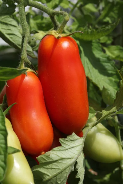 San Marzano Tomatoes Ripe Vegetable Garden — стокове фото