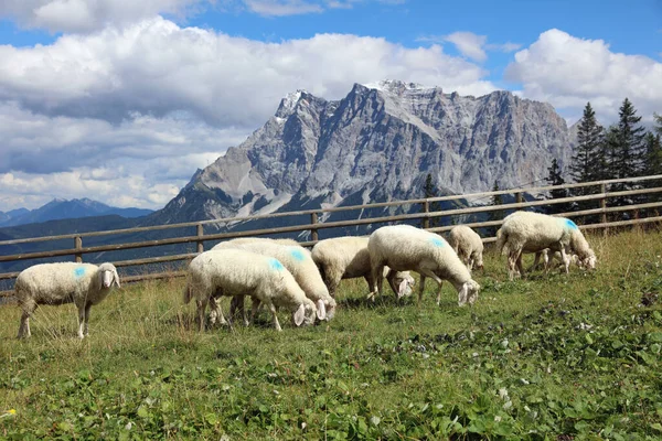 Stado Owiec Alpach Europejskich Tyrolu Austria — Zdjęcie stockowe