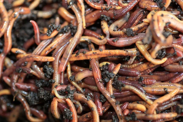 Vermi Terrestri Dendrobena Veneta Pesca Compost — Foto Stock