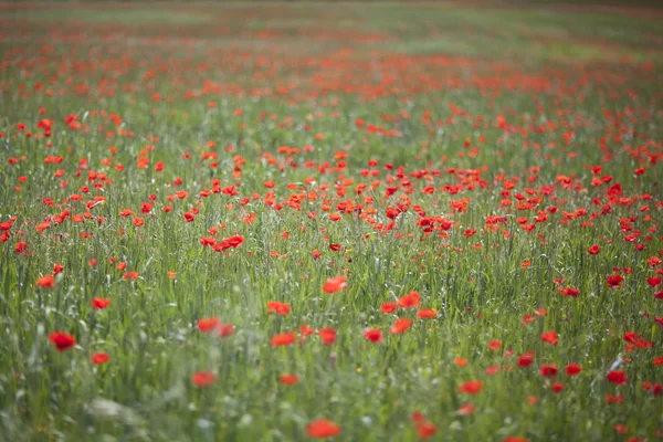 Campo di papavero primo piano — Foto Stock