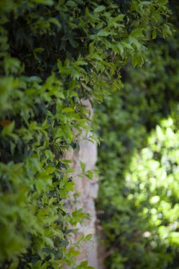 Yeşil duvar güneş tarafından aydınlatılmış