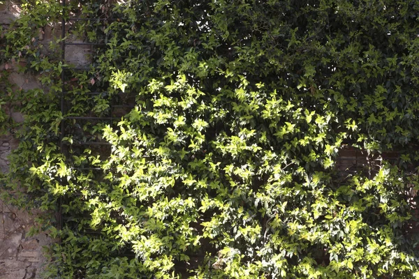Green wall illuminated by sunlight — Stock Photo, Image