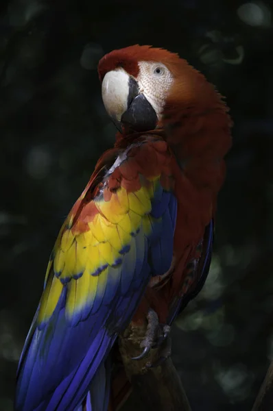 Işıklar ve tonları ile Scarlet Macaw — Stok fotoğraf