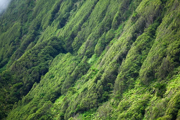 Forest Pattern Flores Azores Portugal — Stock Photo, Image