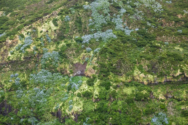 Lagoa Comprida, Flores, Azores, Португалия — стоковое фото