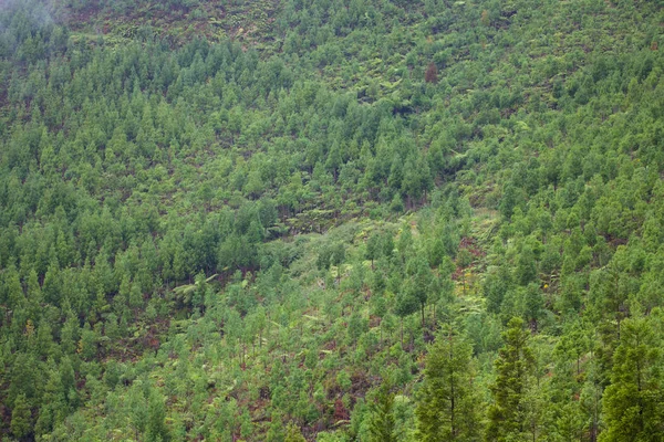 Schéma forestier, Sao Miguel, Açores — Photo