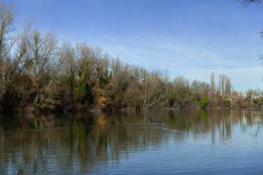 Parque Ribera De Castilla 'dan Pisuerga nehir manzarası, Valladolid, İspanya