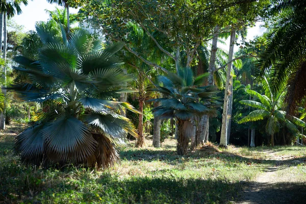 Küba Cienfuegos Botanik Bahçesi Nde Güneşle Aydınlatılmış Yemyeşil Orman — Stok fotoğraf