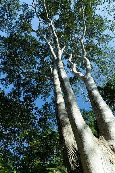 Eucalyptus Ghost Gom Botanische Tuin Van Cienfuegos Cuba — Stockfoto