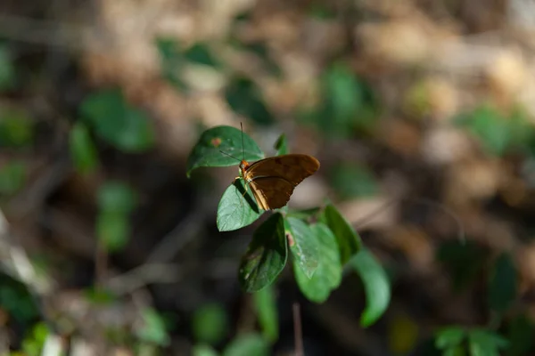 Phoebis Philea Butterfly Closed Wings Botanical Garden Cienfuegos Cuba — Stock Photo, Image