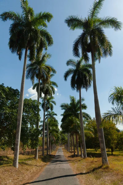 Küba Nın Botanik Bahçesi Ndeki Roystonea Kraliyet Palmiyesi Galerisi — Stok fotoğraf