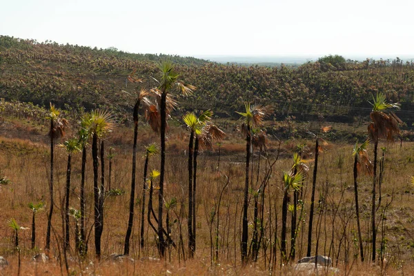 Palmový Les Poblíž Manacy Iznaga Zdevastovaný Suchem Trinidad Kuba — Stock fotografie