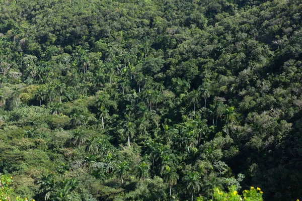 Lusg Palm Trees Tropical Forest Bacunayagua Cuba — Stock Photo, Image