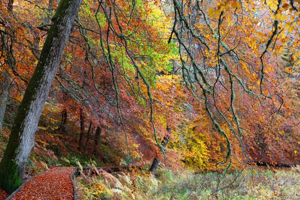 Cairngorms National Park Pfad Herbstwald Voller Unterschiedlicher Farben Kincraig Schottland — Stockfoto