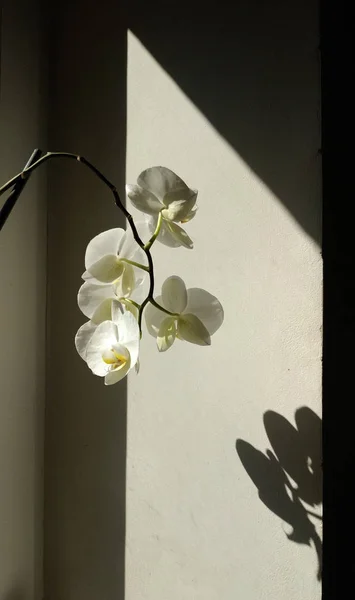 Orquídea blanca sobre fondo blanco y negro — Foto de Stock