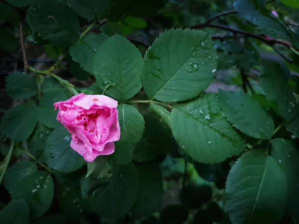 Purple Bulgarian rose in the garden after rain