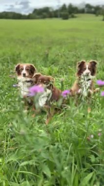 Üç sevimli köpek canlı kır çiçeklerinin arasında oturuyor, neşeli ruhlarını yemyeşil bir tarlada sergiliyorlar.
