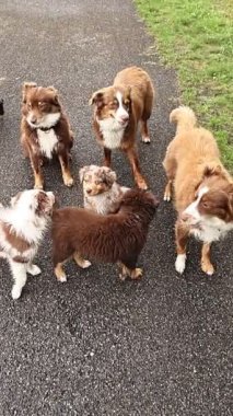 Bir grup köpek kaldırımda dikiliyorlar, içlerinden biri kameraya bakıyor. Köpekler farklı boyutlarda ve renklerde, ve birbirlerine eşlik etmekten hoşlanıyorlar.