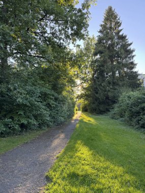 Manzaralı bir yol canlı yeşillikler ve güneş ışığıyla güzelce aydınlatılmış uzun ağaçlarla çevrilidir.