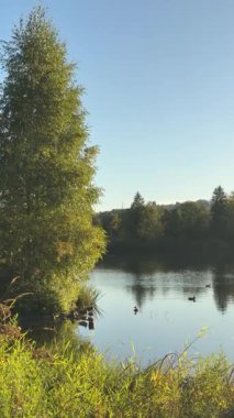 Huzurlu bir göl sahnesi, kıyıları çevreleyen canlı ağaçlarla ördekler berrak suların tadını çıkarırken, sükunet yaratıyor.