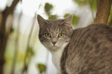 Kedi gözleri tamamen açık kameraya bakıyor. Kedi bir ağaç dalında oturuyor.