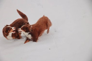 Karda oynayan iki köpek. Biri kahverengi ve beyaz ve diğeri kahverengi. İkisi de karda duruyor ve biri diğerini ısırıyor.