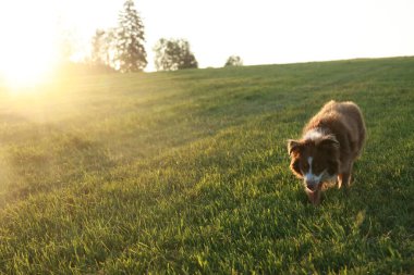 Köpek çim tarlasında yürüyor. Güneş ışıl ışıl parlıyor, sahneye sıcak bir parıltı saçıyor. Köpek güneşli günün ve açık arazinin tadını çıkarıyor gibi görünüyor.