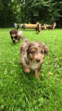 Güzel bir parktaki yemyeşil çimlerde neşeyle gülen sevimli ve hayat dolu köpek yavrularının sahnesi.