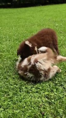 Çimenlikte oynayan iki köpek yavrusu. Biri kahverengi ve diğeri beyaz. İkisi de yuvarlanıyor ve birlikte oynuyorlar.