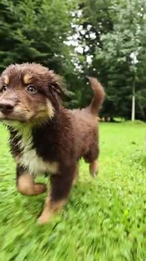Canlı, enerjik bir köpek yavrusu neşe ve neşe dolu canlı yeşil bir alanda koşuyor.