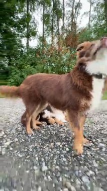 Neşeli kahverengi köpeklerden oluşan bir grup, doğal güzelliklerle dolu sakin bir ortamda neşeyle gülüyorlar.
