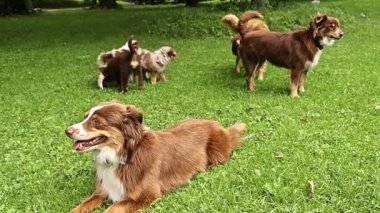Bir grup köpek çimlerin üzerinde yatıyor. Köpeklerden biri yan yatmış, diğerleri ayakta.