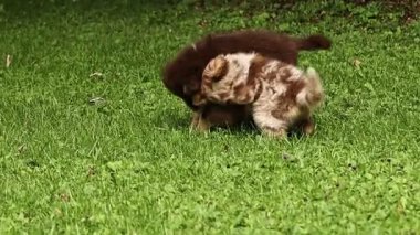 Çimenlikte oynayan iki köpek yavrusu. Yavrulardan biri diğerini ısırıyor. Sahne neşeli ve neşeli.