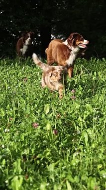 Üç köpek çim tarlasında oynuyorlar. Köpeklerden biri kahverengi ve beyaz. Diğer iki köpek kahverengi.