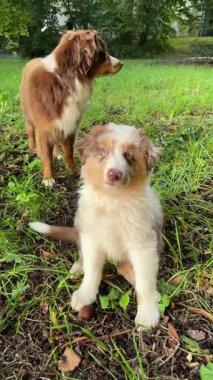 İki neşeli Avustralyalı çoban köpeği çimenlerde eğlenirken keyifle güneşli bir günün tadını çıkarıyorlar.