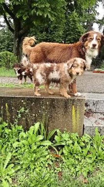 İki köpek arasındaki hareketli ve enerjik bir etkileşim birlikte engin yeşil bir alanı keşfediyor.