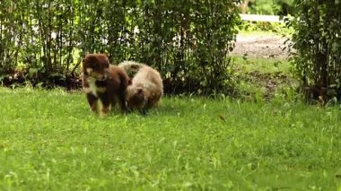 Çimenli bir alanda iki köpek yavrusu oynuyor. Biri kahverengi, diğeri beyaz.