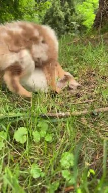 Güzel ve yemyeşil bir arazide, iki sevimli köpek yavrusu mutlu bir şekilde birbirleriyle güreşiyor.