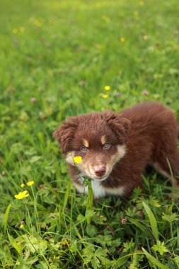 Kahverengi ve beyaz köpek sarı çiçek tarlasında duruyor. Köpek tuhaf bir ifadeyle kameraya bakıyor.