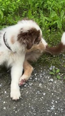Şirin bir köpek yavrusu neşeli ve neşeli hareketlerini sergileyerek canlı yeşil çimenleri zevkle keşfeder.