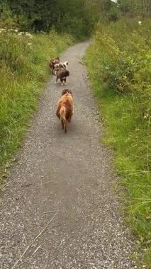 Neşeli bir grup köpek doğadaki güzel, manzaralı, yapraklı bir yolda mutlu mesut eğleniyor.