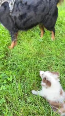 İki sevimli köpek yemyeşil bir arazide eğleniyor, dostluklarını ve eğlencesini sergiliyorlar.