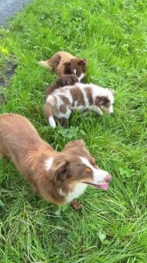 Üç neşeli ve neşeli köpek güneşli bir parkta canlı yeşil çimlerin tadını çıkarırken harika vakit geçiriyorlar.