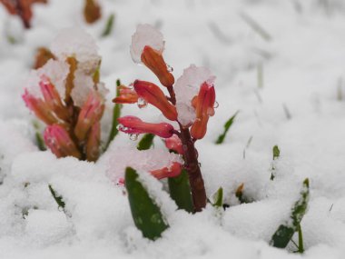 Üzerinde birkaç damla su olan karla kaplı bir çiçek. Çiçek pembe ve karla çevrili.